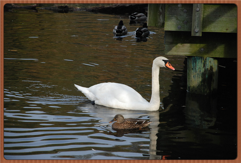 DSC_0336.jpg