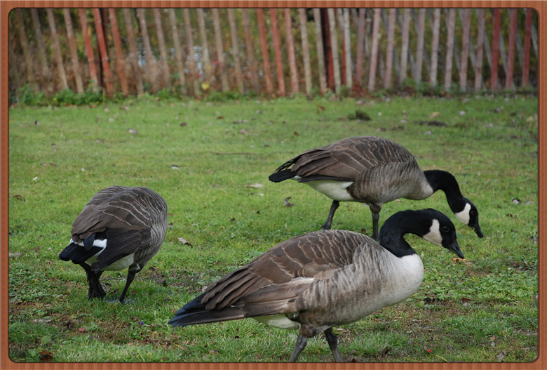 DSC_0307.jpg