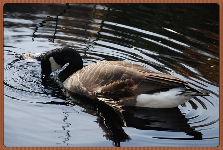 DSC_0085.jpg