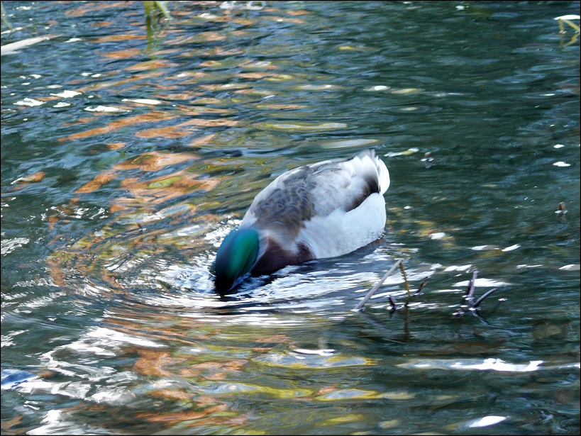 l1860702_conew1.jpg