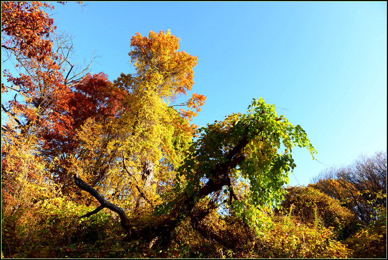 DSC_0196.jpg