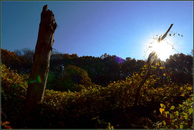 DSC_0203.jpg