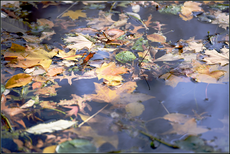 DSC_9733.jpg