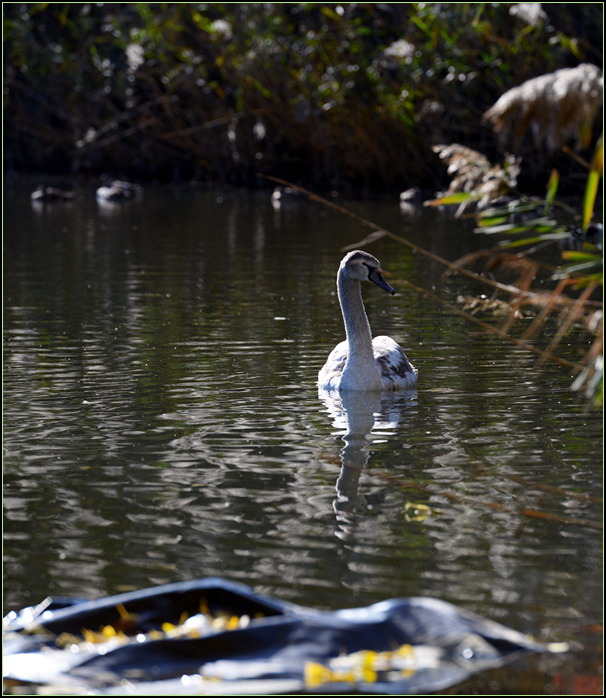 DSC_9616.jpg