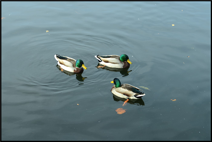 DSC_6013.jpg