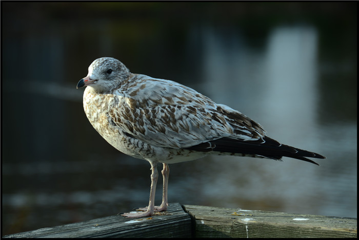 DSC_6125.jpg