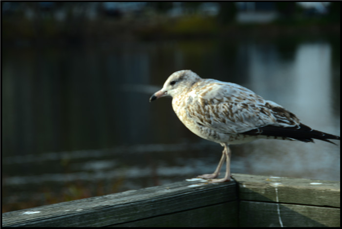 DSC_6124.jpg