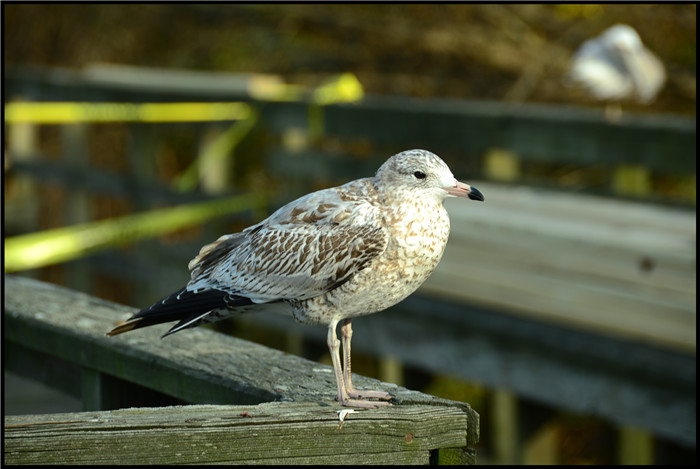 DSC_6118.jpg