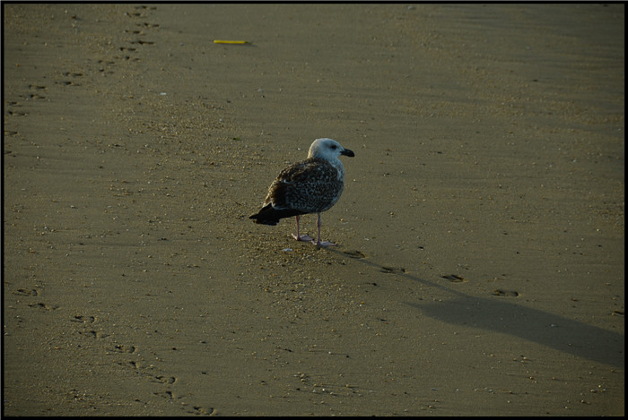 DSC_6223.jpg