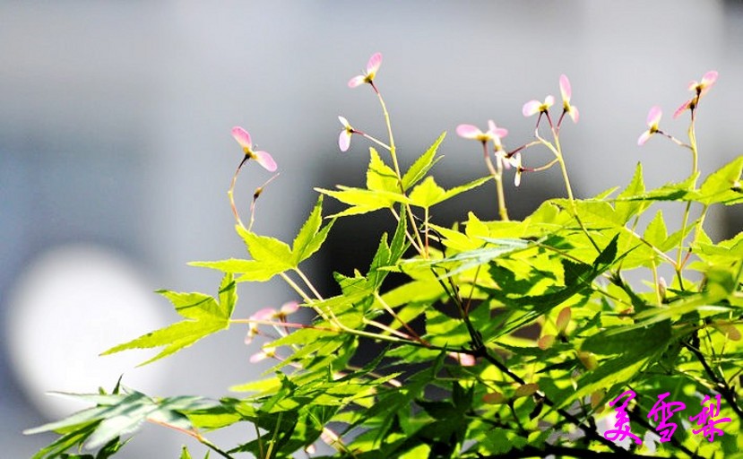 DSC_1312_conew1.jpg