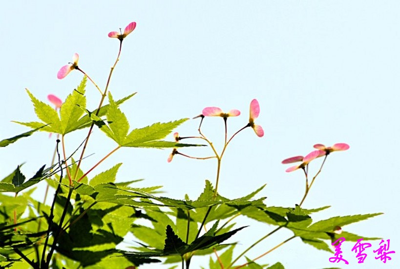 DSC_1313_conew1.jpg