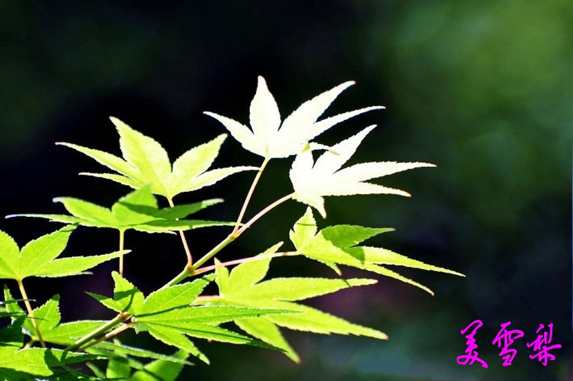 DSC_1305_conew1.jpg