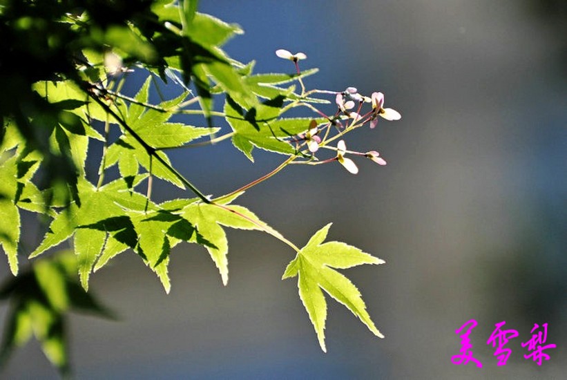 DSC_1306_conew1.jpg