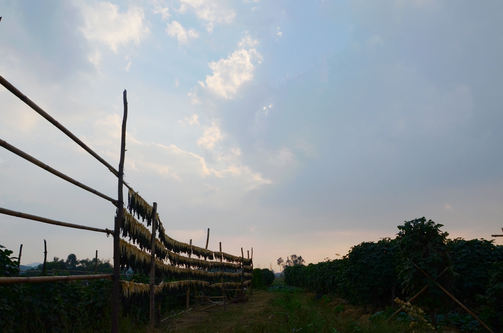 DSC_9431.JPG