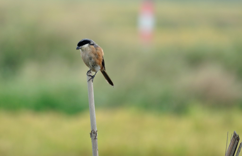 DSC_3647.jpg
