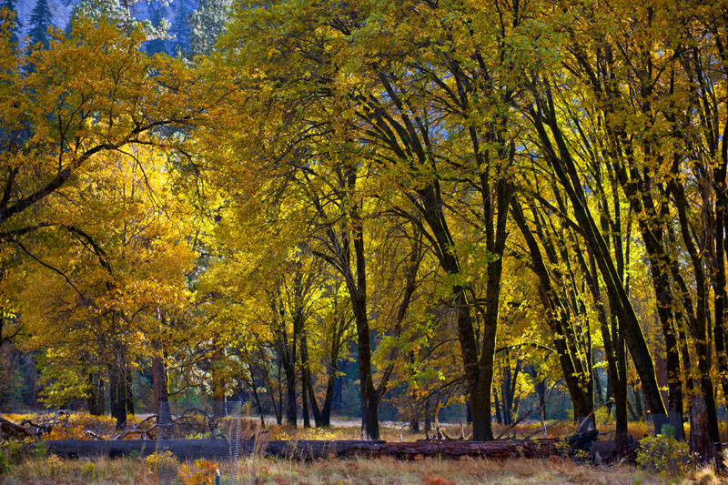 DSC_7554aa.jpg