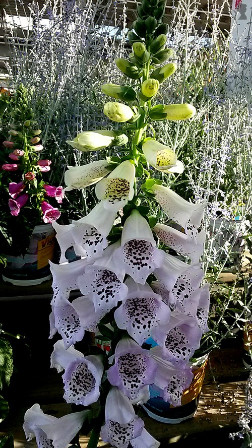 20140720_191151.jpg