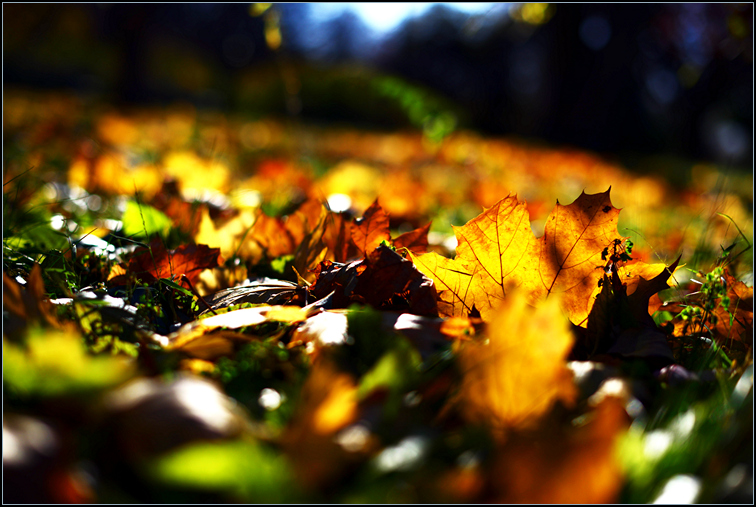 DSC_0631.jpg