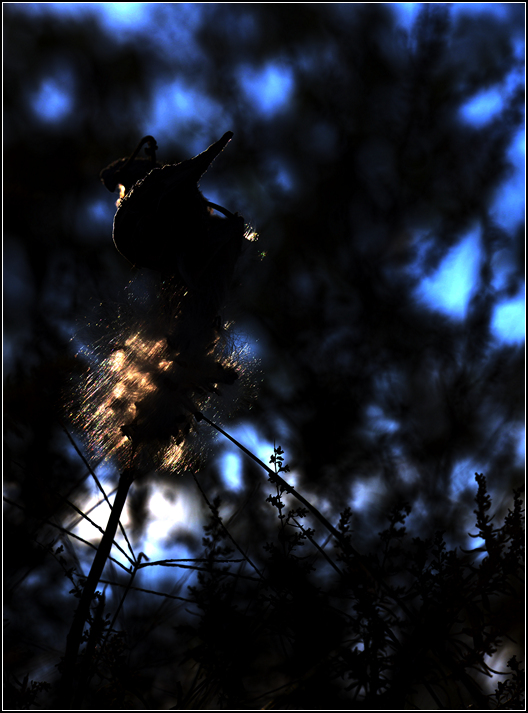 DSC_7449.jpg