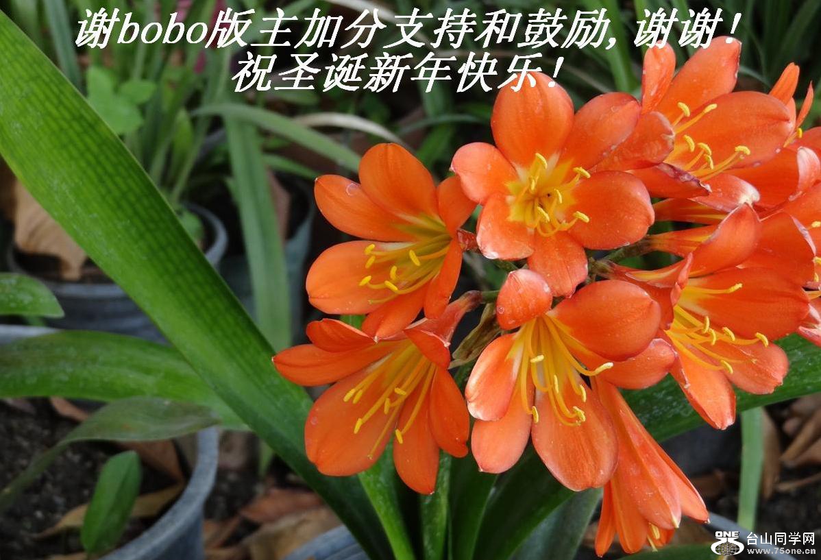лboboӷֺ֧͹,лл!ףʥ!.JPG