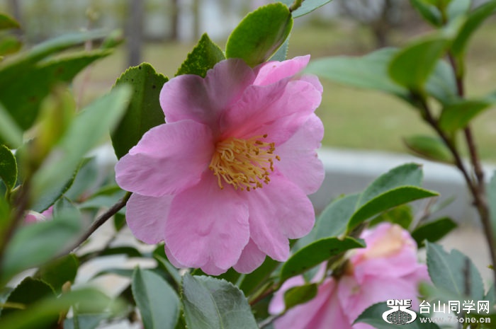 DSC_0130.JPG