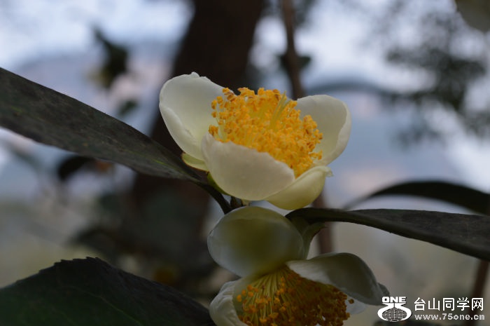DSC_0033.JPG