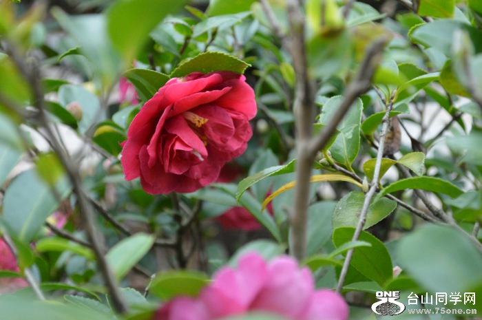 DSC_0132.JPG