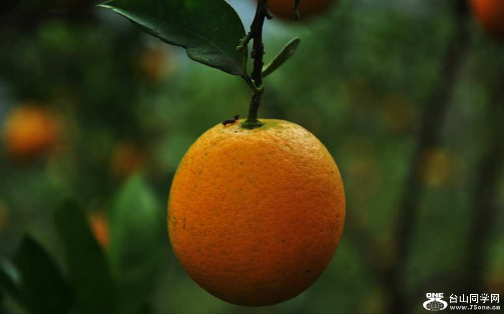 001_conew4.jpg