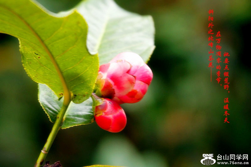 _MG_53262014--11-28_.jpg