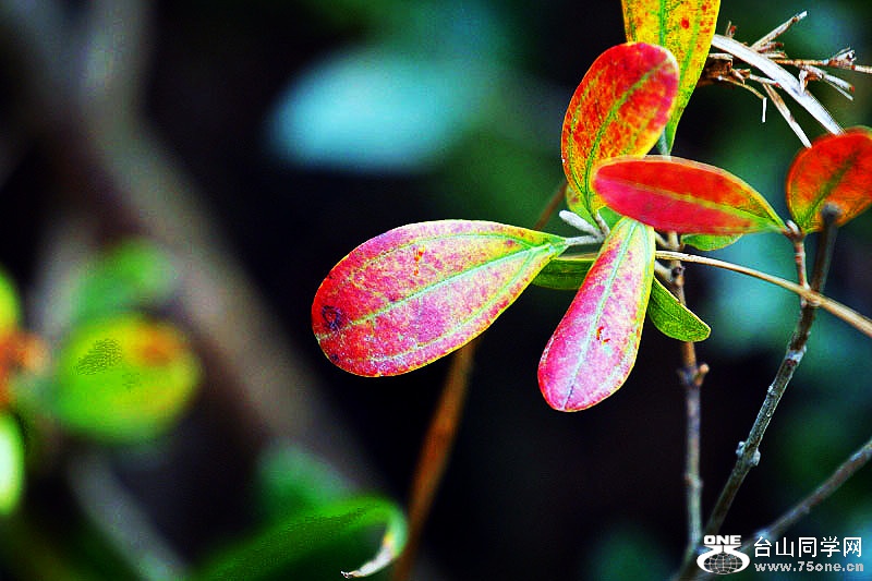 _MG_52812014--11-28_.jpg