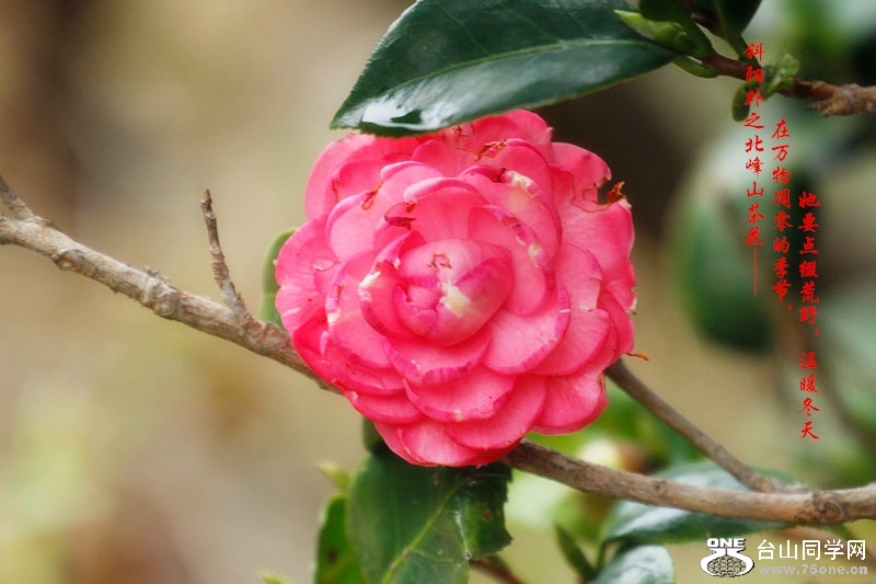_MG_53612014--11-28_.jpg