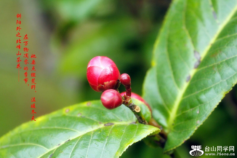 _MG_53302014--11-28_.jpg