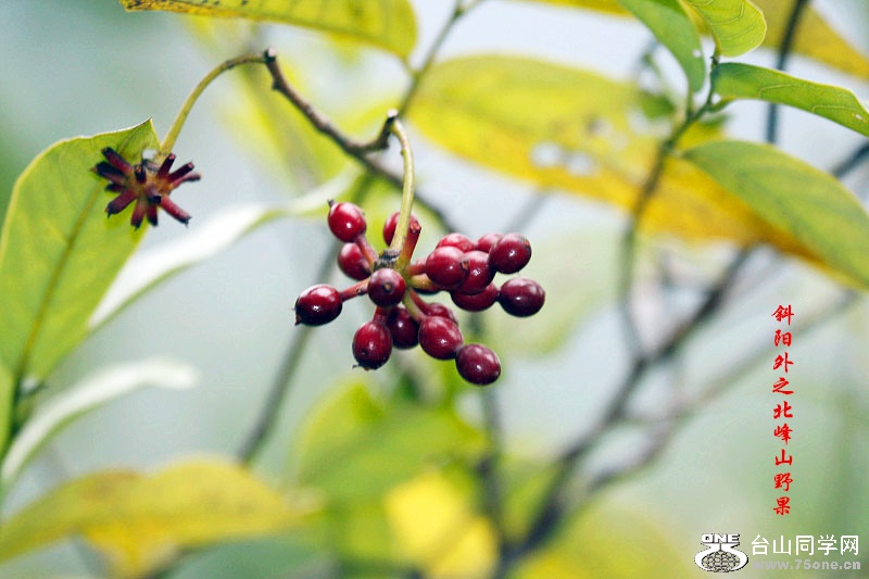_MG_51142014--11-28_.jpg