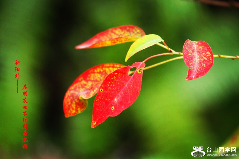 _MG_51212014--11-28_.jpg