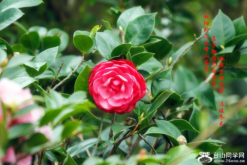 _MG_53772014--11-28_.jpg