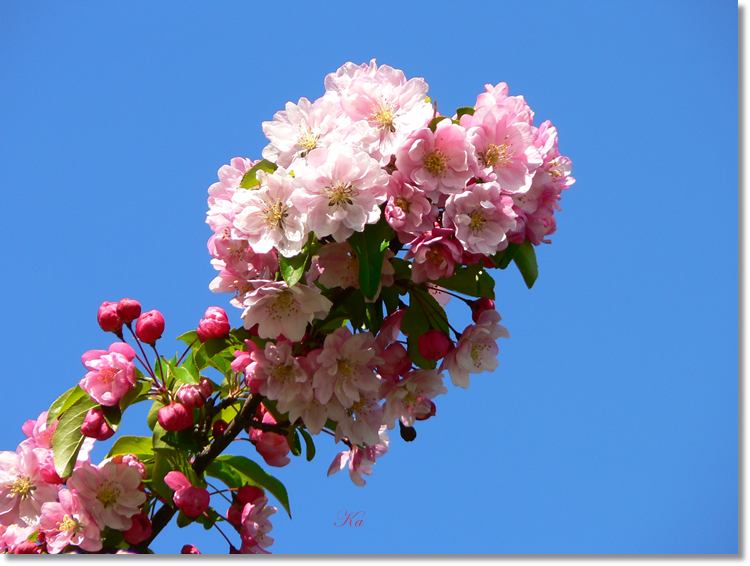 flowers 12--10--14 607.jpg