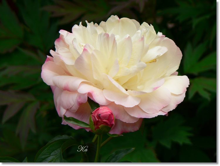 flowers 11--11--14 602.jpg