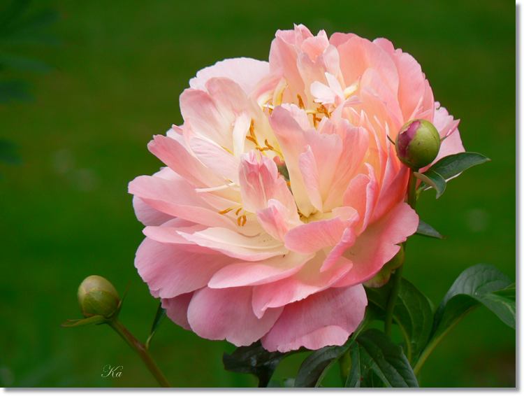 flowers 11--11--14 628.jpg