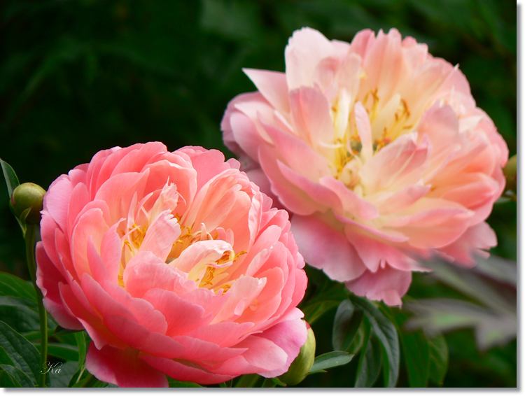 flowers 11--11--14 612.jpg