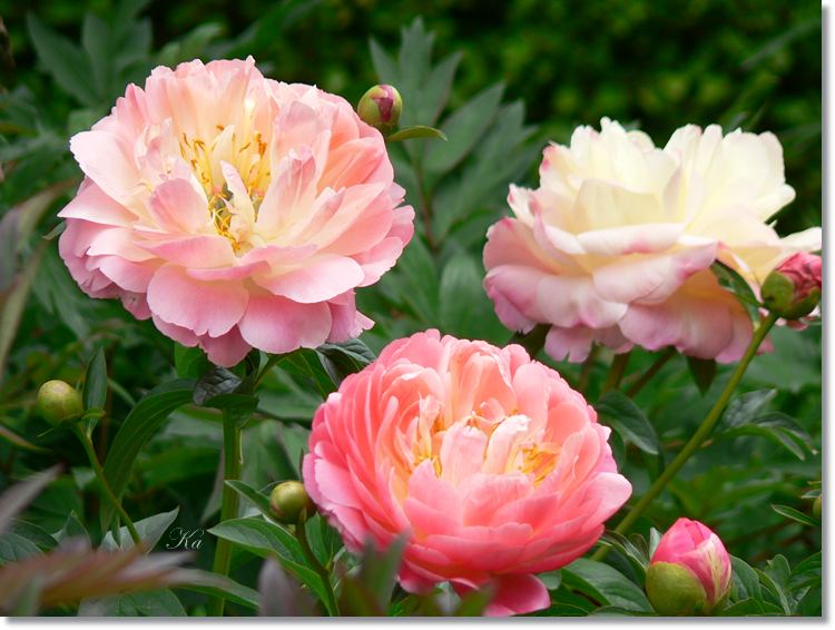 flowers 11--11--14 618.jpg