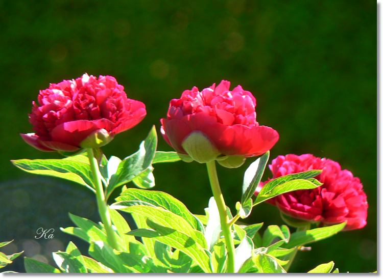 flowers 11--11--14 502.jpg