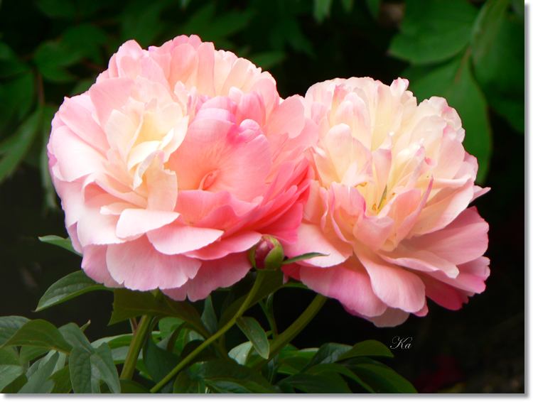 flowers 11--11--14 600.jpg