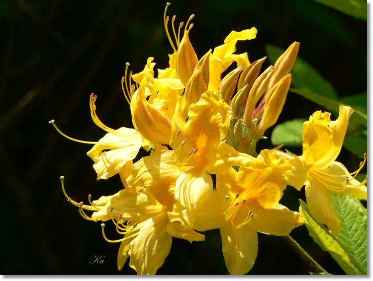 flowers 11--11--14 239.jpg