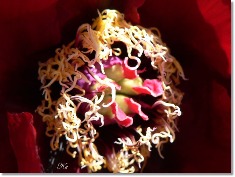 flowers 11--11--14 484.jpg