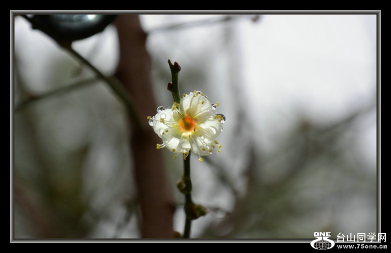 DSC_3170_1.JPG