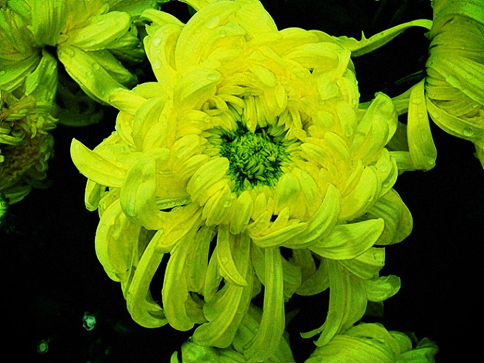 DSC01135_conew1.jpg