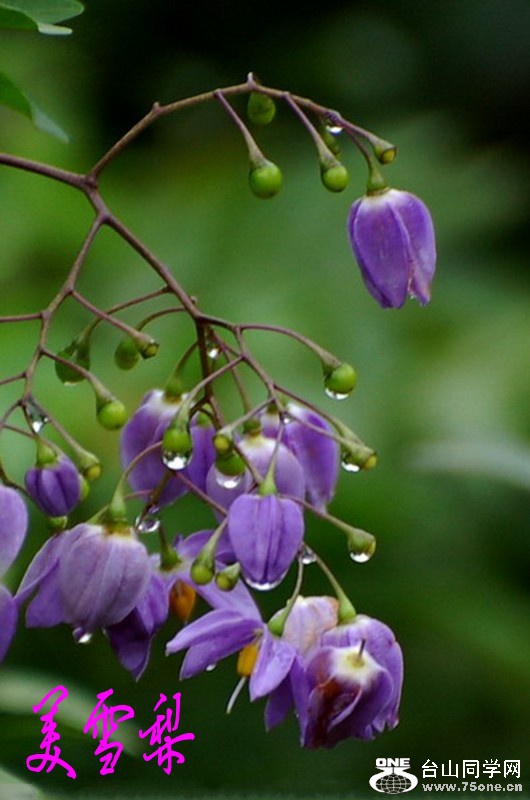 DSC_100_conew1.jpg