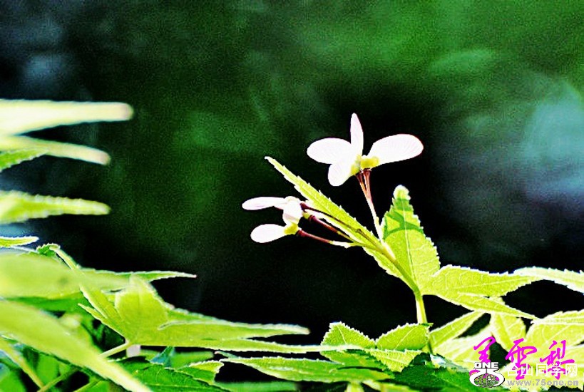 DSC_1310_conew1.jpg