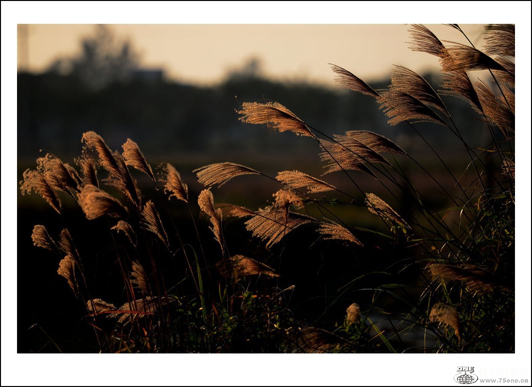 DSC_2734_conew1.jpg