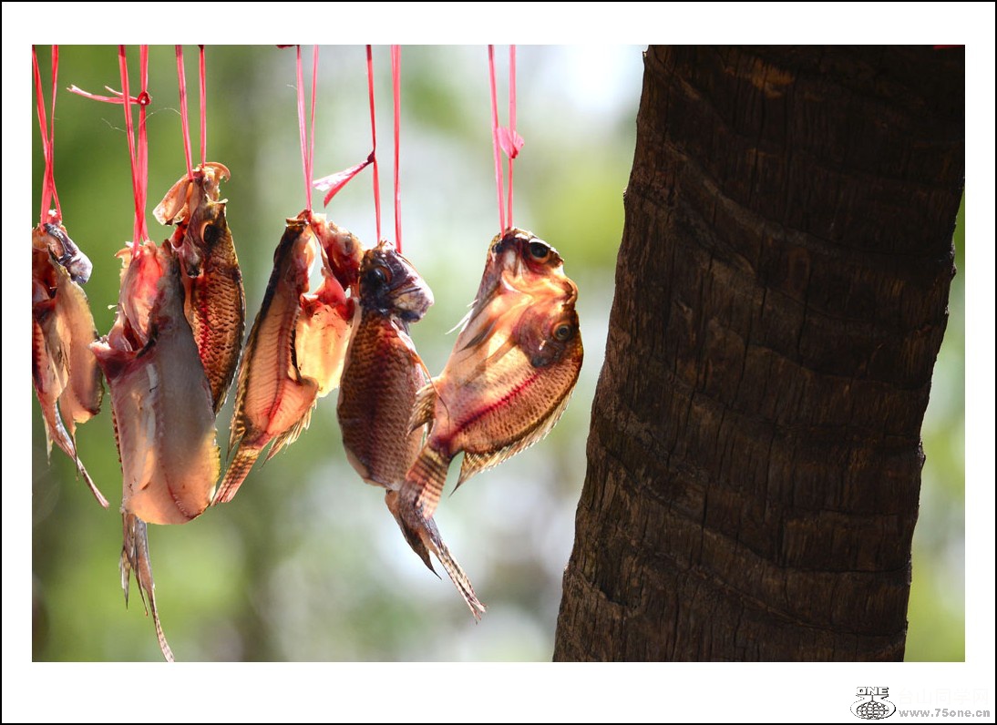 DSC_2405_conew1.jpg